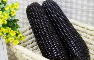 沈阳山西优良玉米种黑甜玉米有哪些营养价值呢？