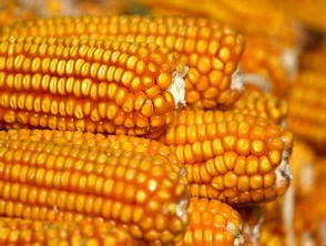 山西玉米种子价格受什么影响？一看便知