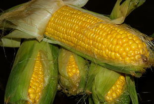 沈阳山西优良玉米种是什么？