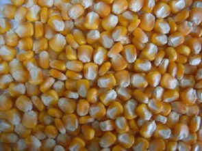 沈阳山西玉米种子价格未来发展趋势？