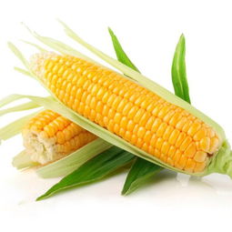 沈阳山西玉米种子价格高的品种有哪优势？