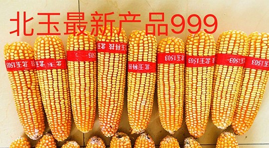 沈阳山西玉米杂交种子纯度标准